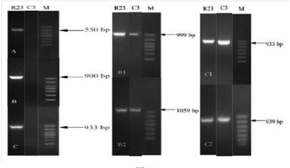 Method for efficiently screening lactic acid bacteria capable of sufficiently utilizing citrulline