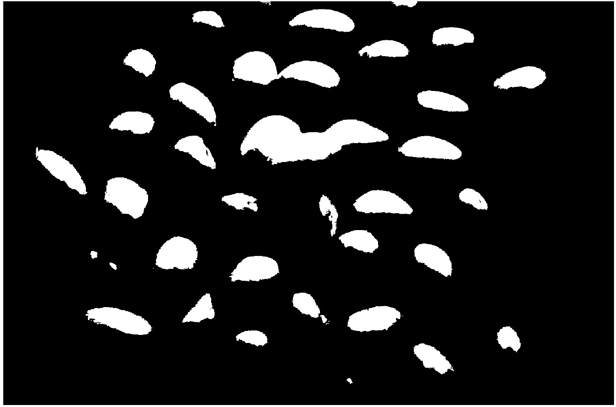 Thermoplastic polyurethane elastomer foam bead and preparation method thereof