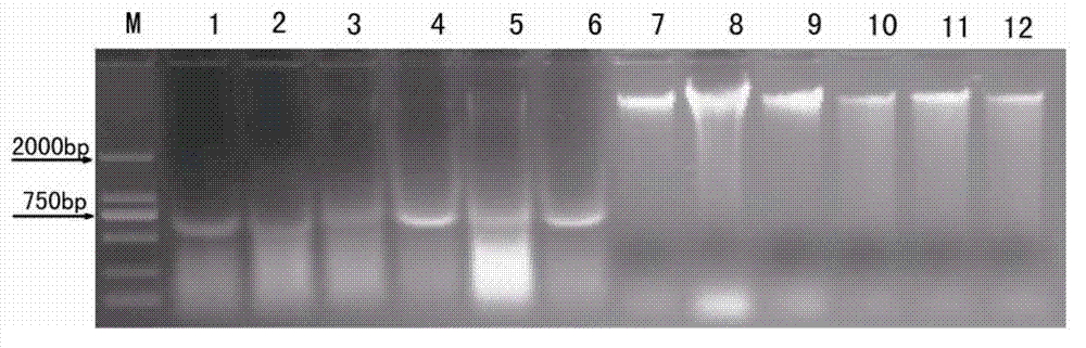 Quick batch preparation method of cotton genome DNA (deoxyribonucleic acid) suitable for PCR (polymerase chain reaction)