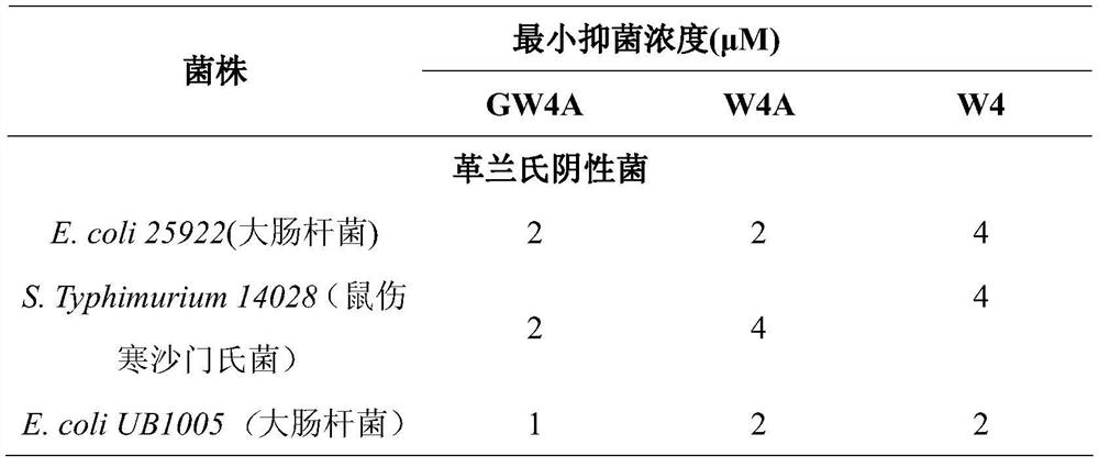 A tail-anchored α-helix antimicrobial peptide gw4a and preparation method and application thereof