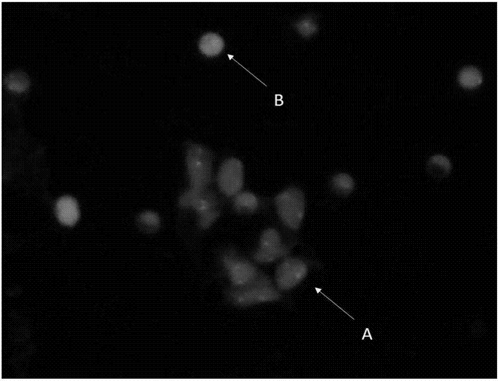 Kit applying CD45 immunofluorescence combined with CEP probe to identify circulating tumor cells and application thereof