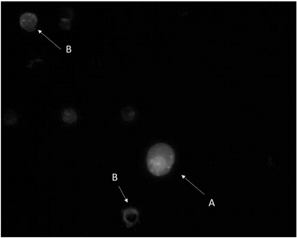 Kit applying CD45 immunofluorescence combined with CEP probe to identify circulating tumor cells and application thereof