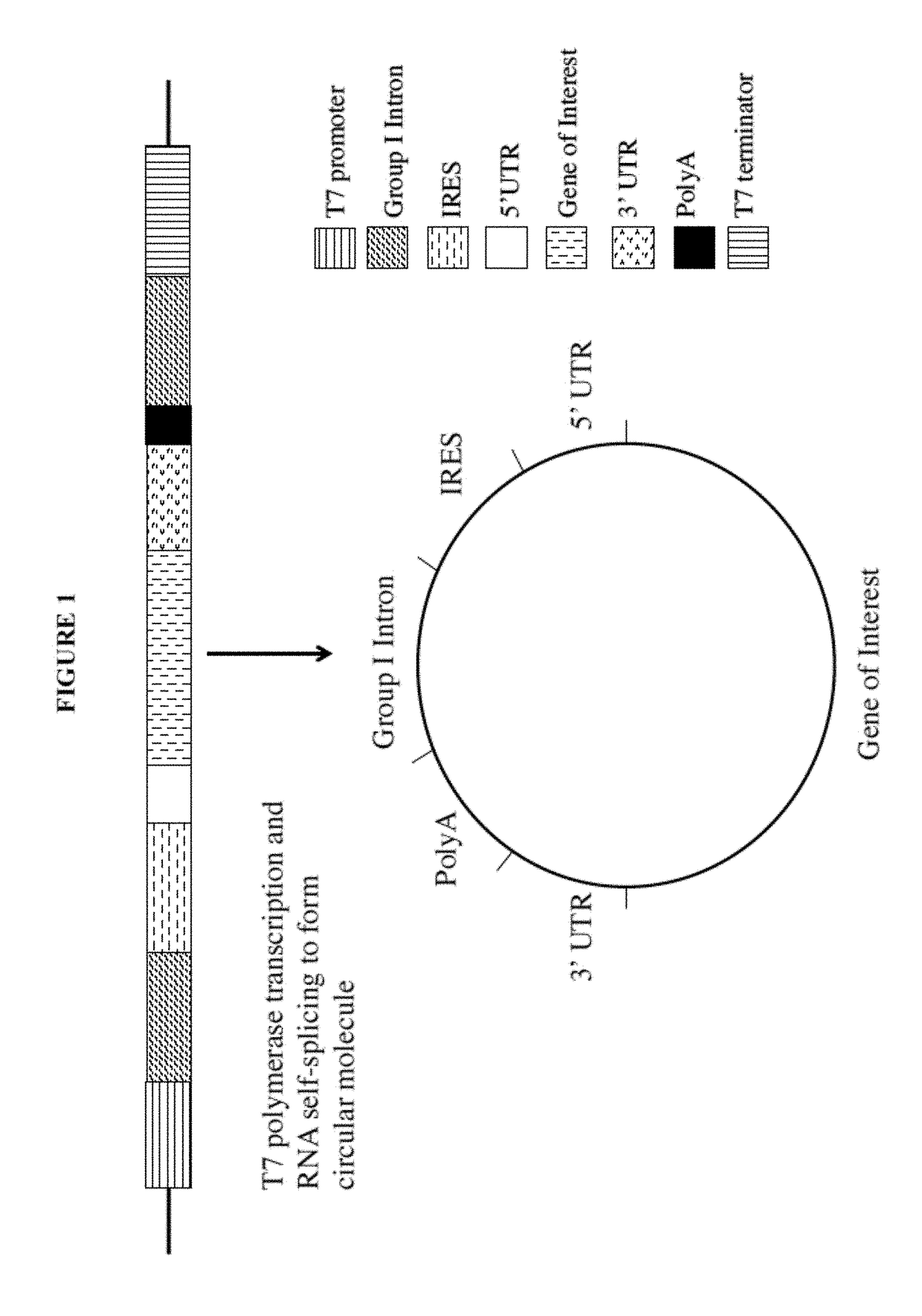 Intracellular translation of circular RNA