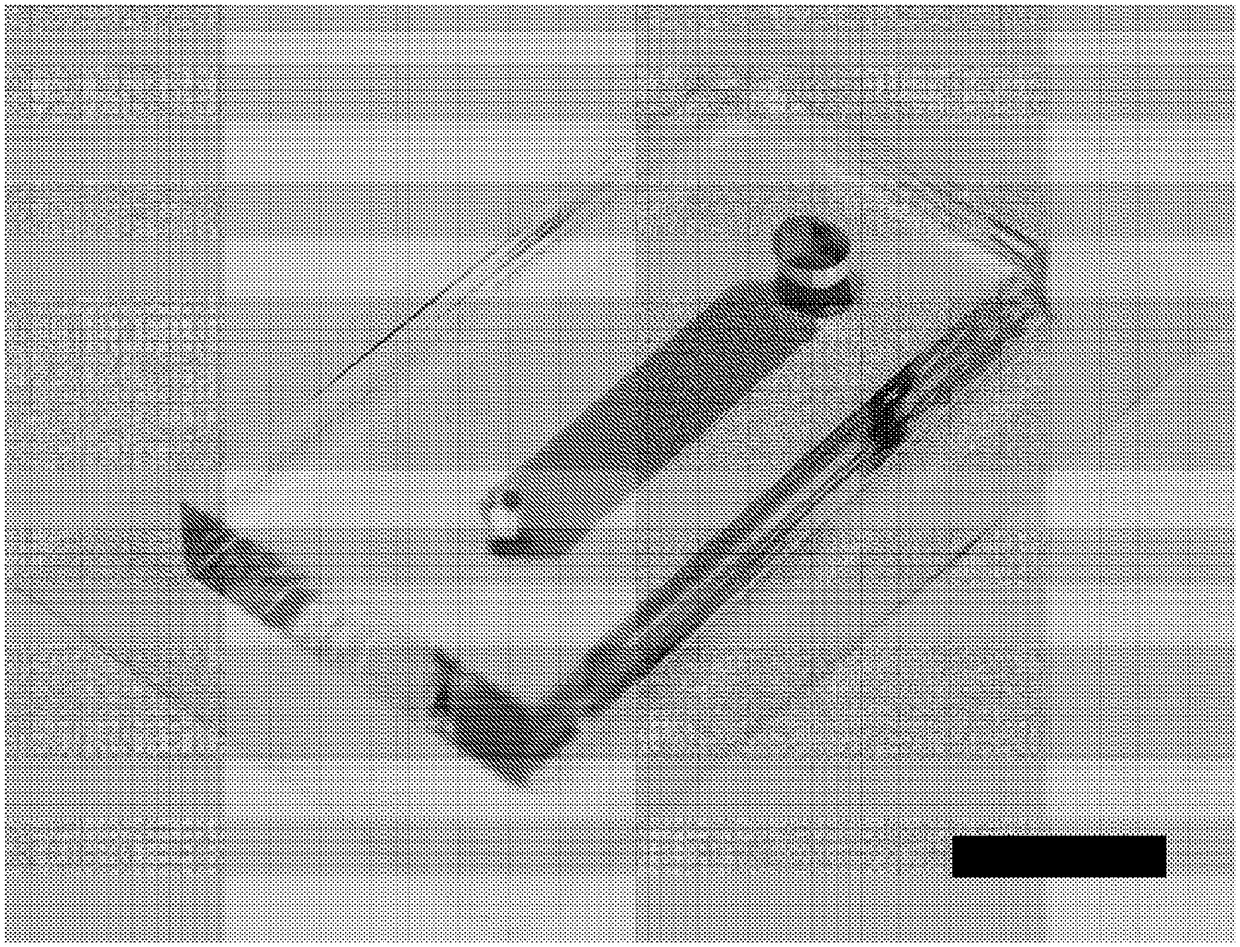 A micro-fluidic device for selective sorting of highly motile and morphologically normal sperm from unprocessed semen