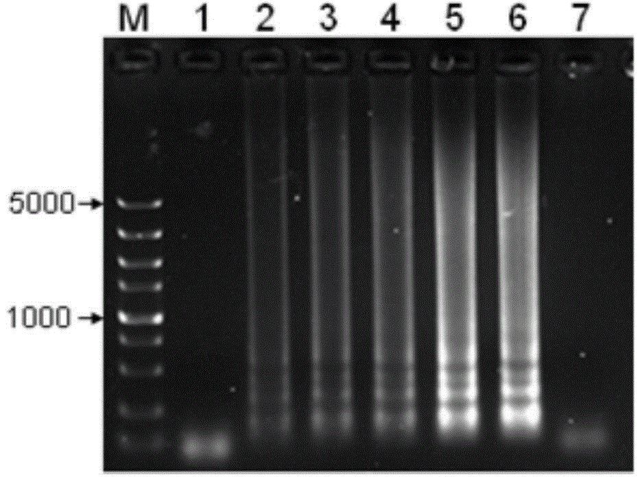 LAMP detection method of mandarin fish infectious spleen and kidney necrosis viruses