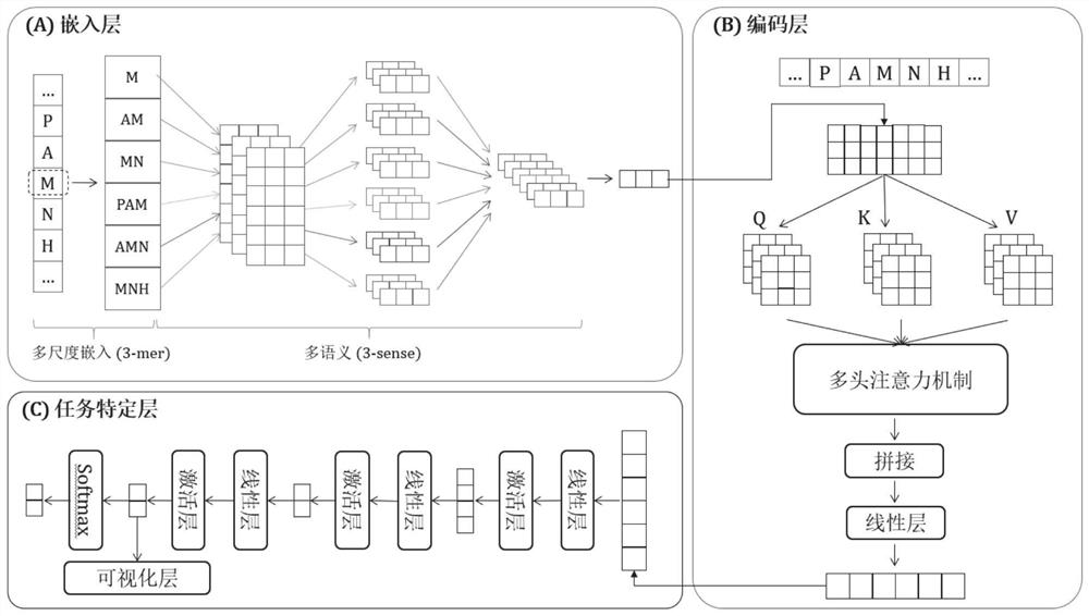 Polypeptide anticancer function identification method, system, medium and equipment