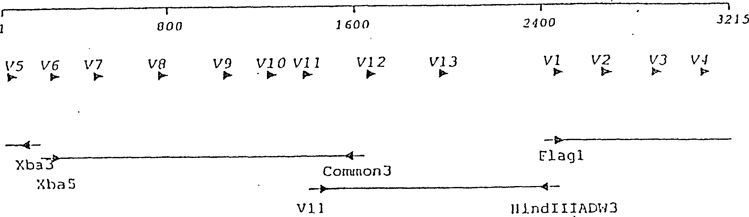 Vaccine-induced hepatitis B viral strain and uses thereof