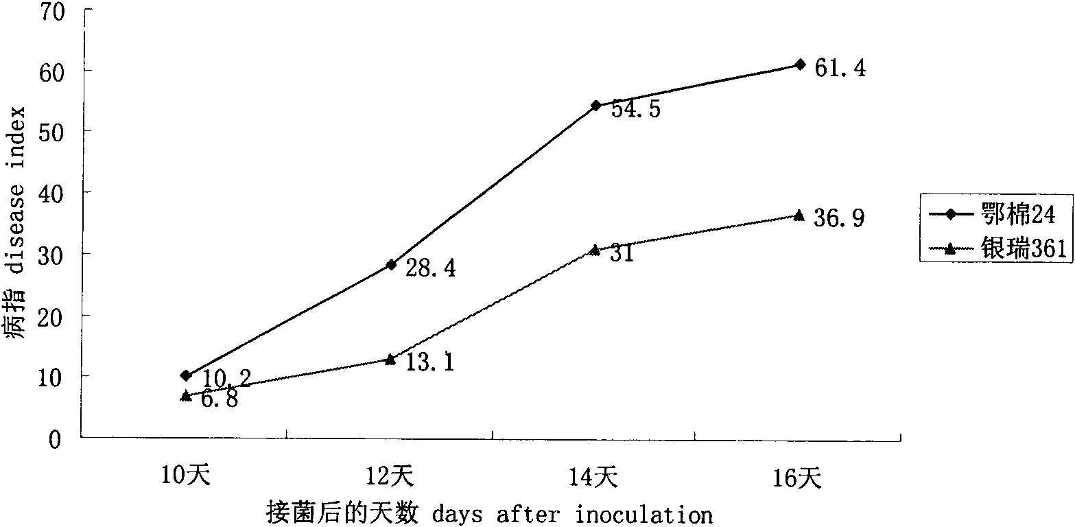 Cotton verticillium wilt resistant seedling stage identification method