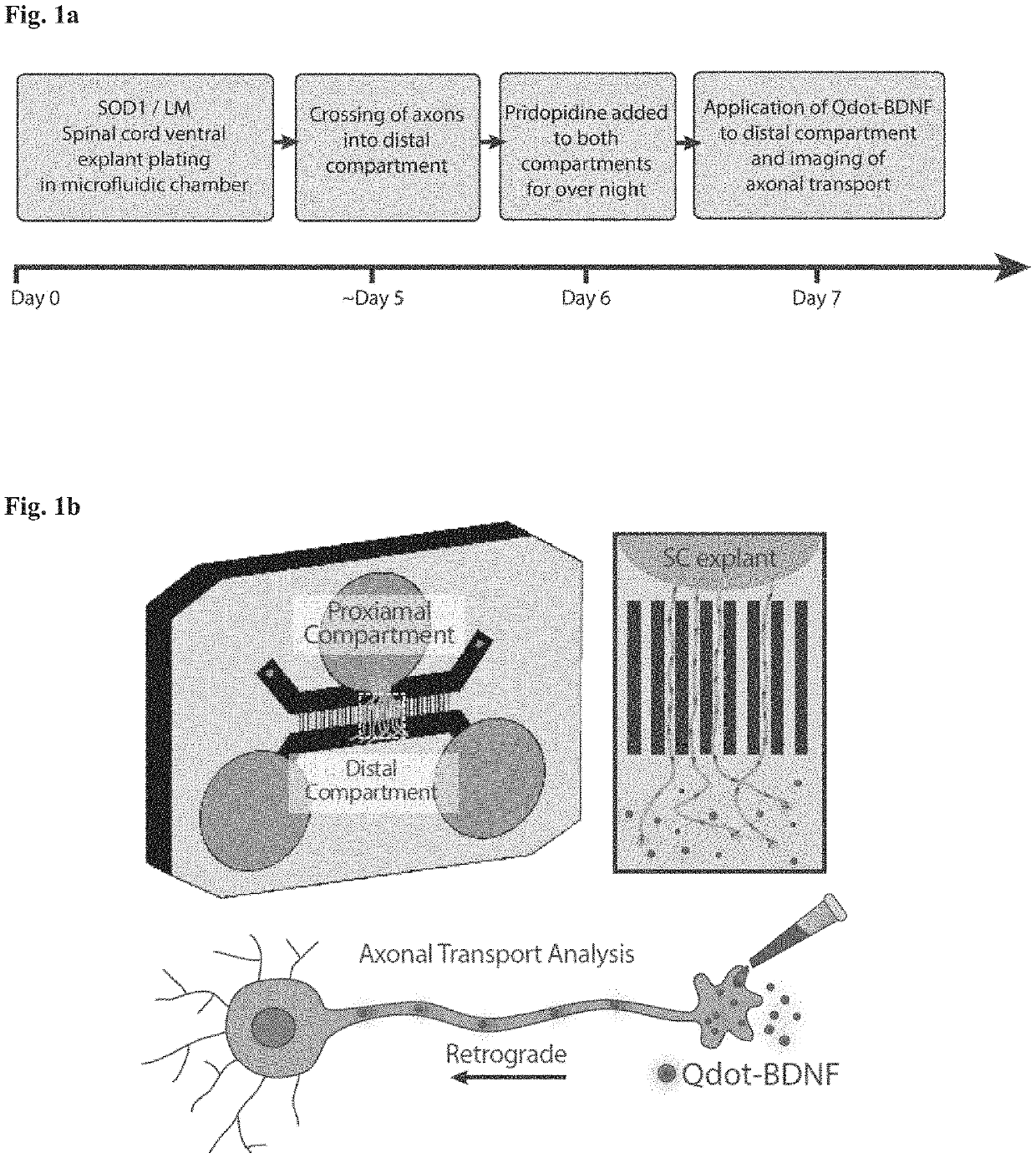 Method of treating amyotrophic lateral sclerosis with pridopidine