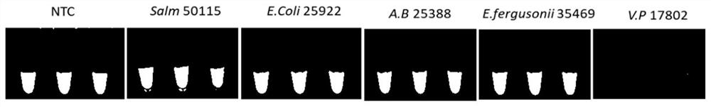 Method for label-free visual detection of vibrio parahaemolyticus genes based on CRISPR(clustered regularly interspaced short palindromic repeats)/Cas12a