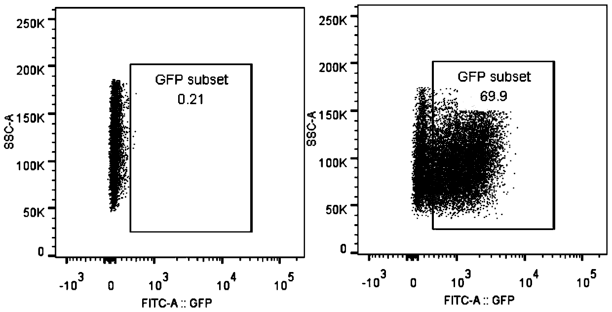 Fusion protein, coding nucleic acid, cell and application