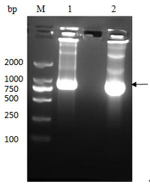 Anti-H5N1 virus endocytosis antibody PTD-7B and application thereof