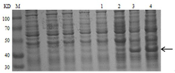 Anti-H5N1 virus endocytosis antibody PTD-7B and application thereof