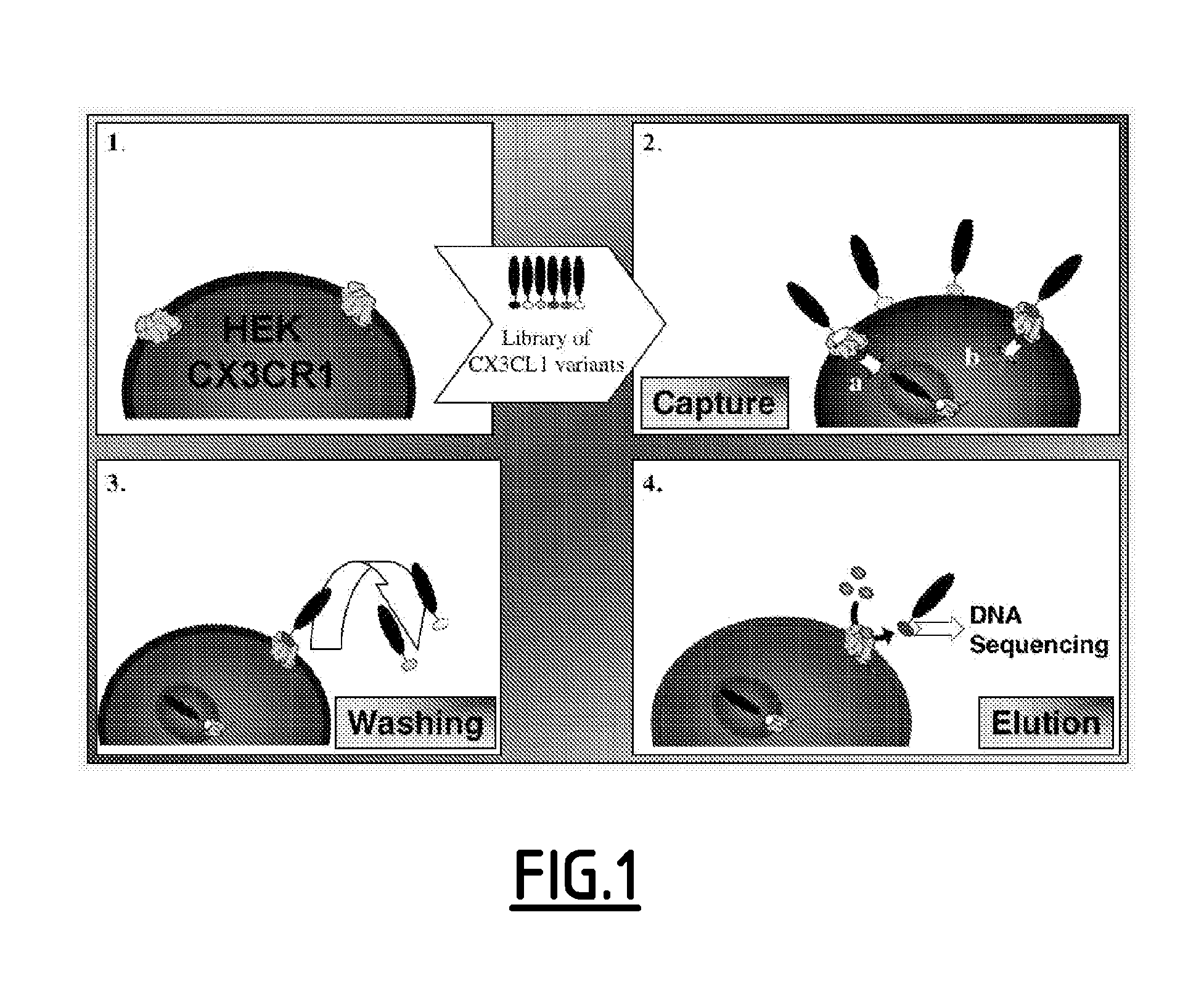 Modulators of the cx3cri receptor and therapeutic uses thereof