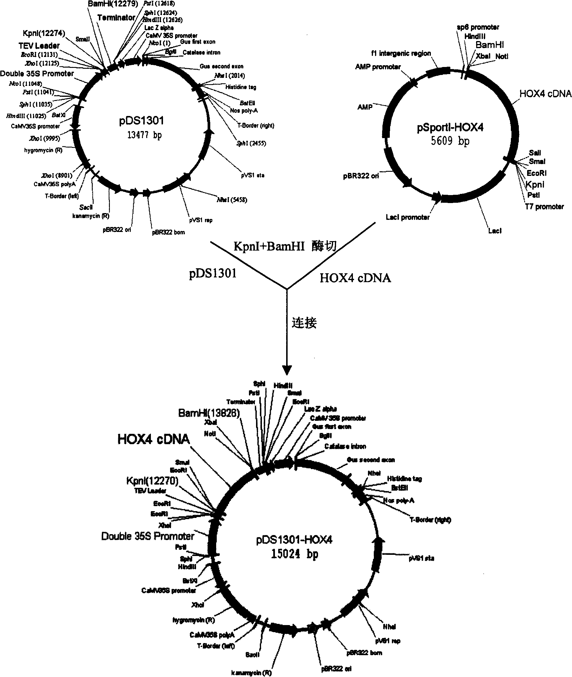 Transcription factor gene OsHOX4 for controlling synthesis of rice gibberellin and use thereof