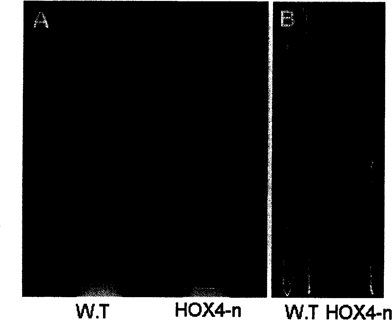 Transcription factor gene OsHOX4 for controlling synthesis of rice gibberellin and use thereof