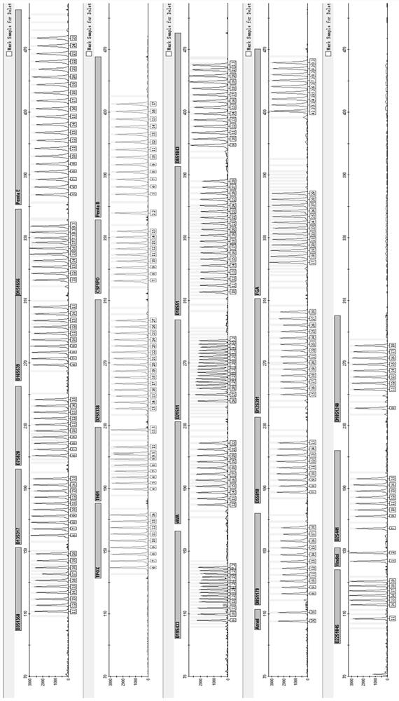 Human autosomal str polymorphic site multiplex amplification kit and its application