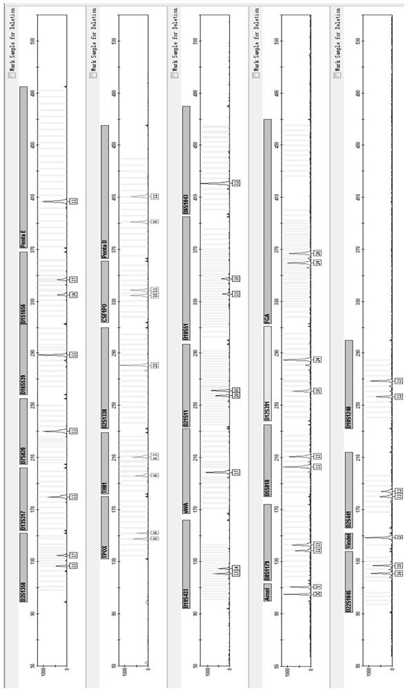 Human autosomal str polymorphic site multiplex amplification kit and its application