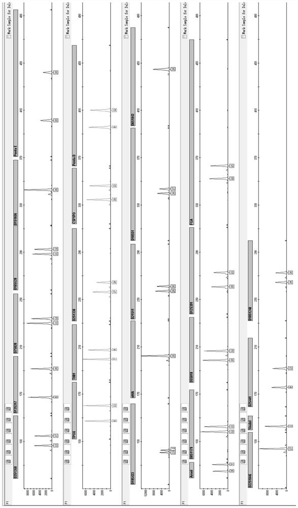 Human autosomal str polymorphic site multiplex amplification kit and its application