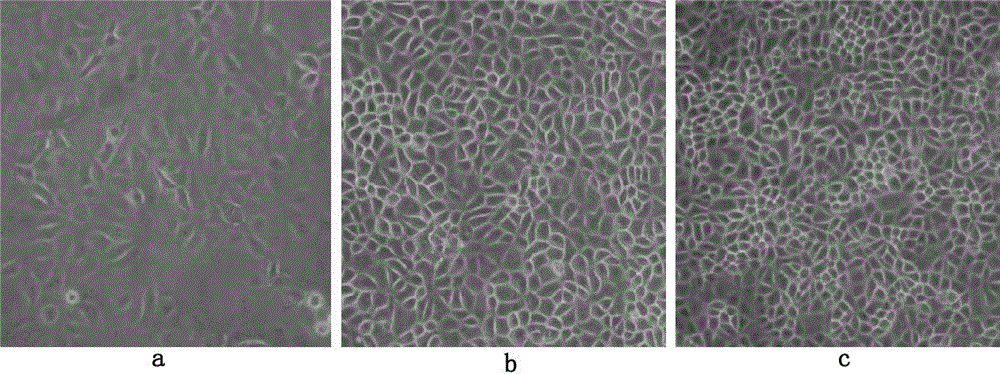 Method for producing porcine reproductive and respiratory syndrome JXA1-R strain virus by using low serum cultured Marc-145 cells