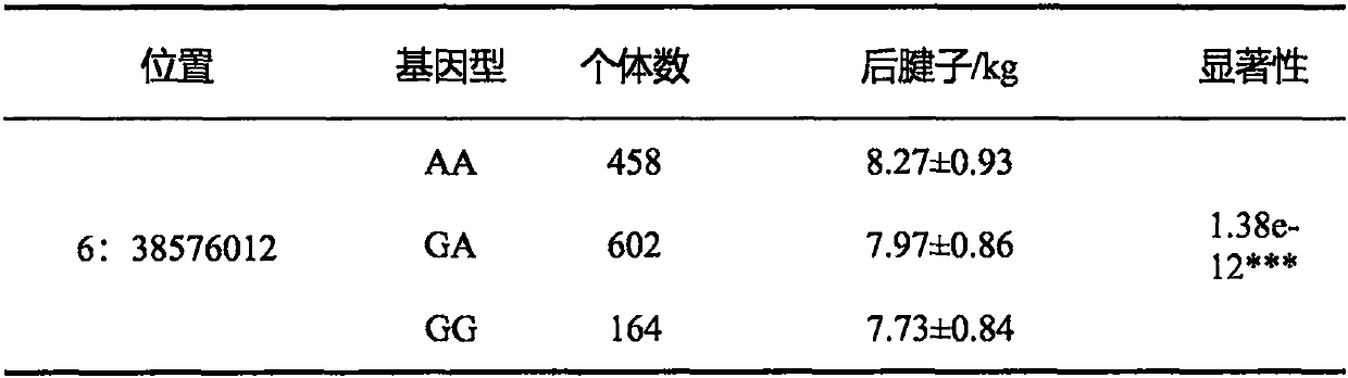 SNP site related to shank and beef knuckle weights on No.6 chromosome of simmental cattle for meat, and application of SNP site