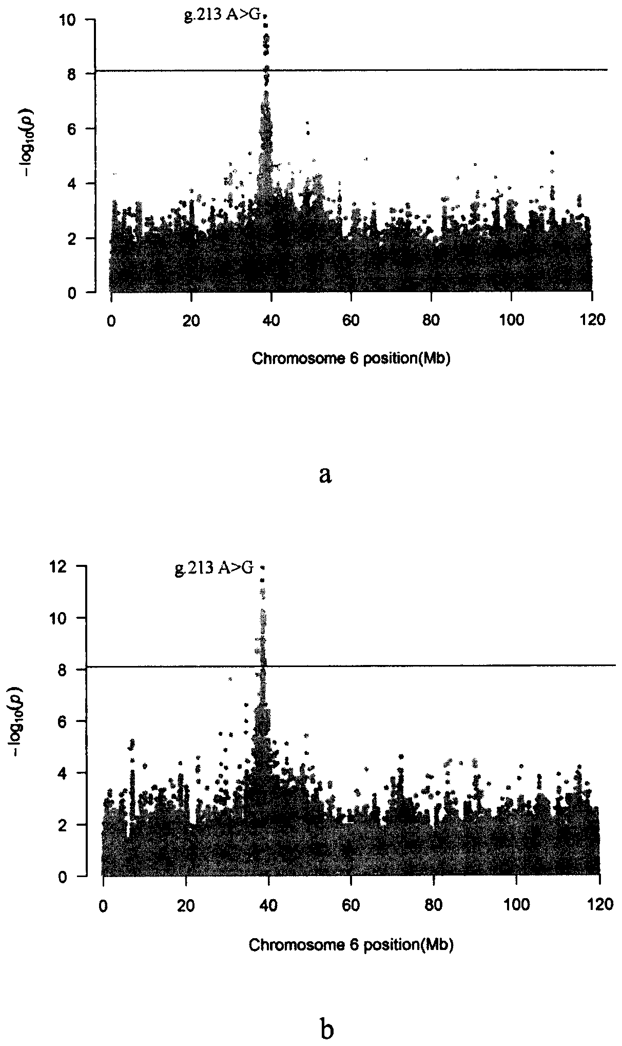 SNP site related to shank and beef knuckle weights on No.6 chromosome of simmental cattle for meat, and application of SNP site