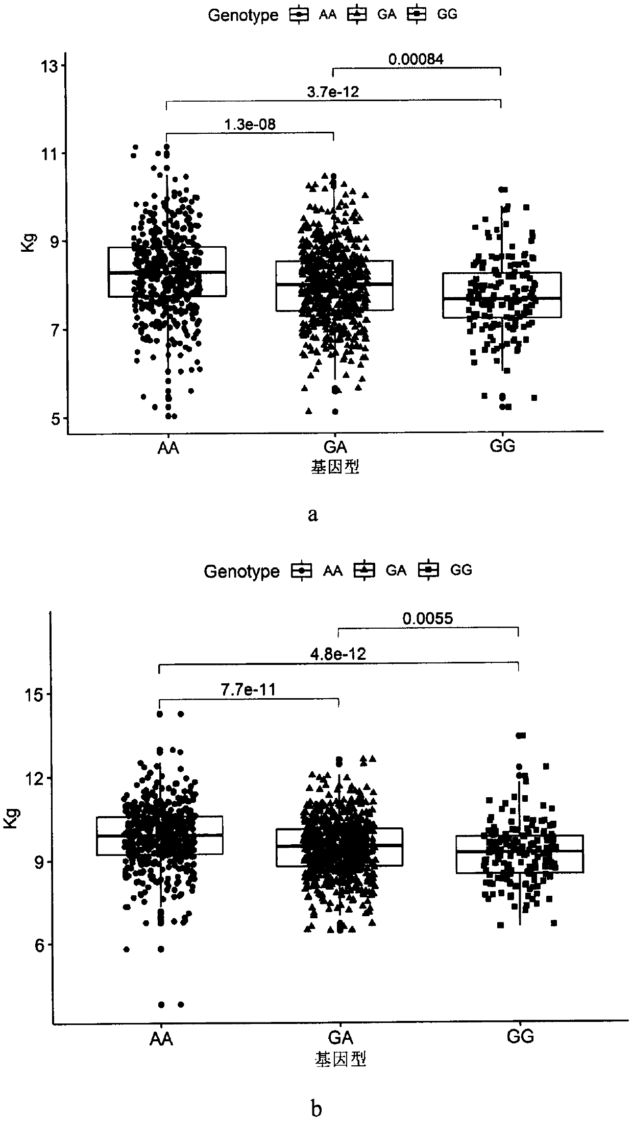 SNP site related to shank and beef knuckle weights on No.6 chromosome of simmental cattle for meat, and application of SNP site