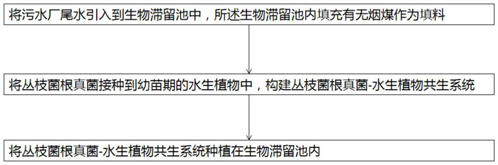 Method for treating escherichia coli in tail water of sewage plant