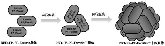 A novel coronavirus S protein dual-region subunit nanovaccine based on pyrococcal ferritin