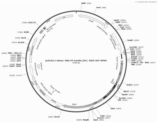 A novel coronavirus S protein dual-region subunit nanovaccine based on pyrococcal ferritin