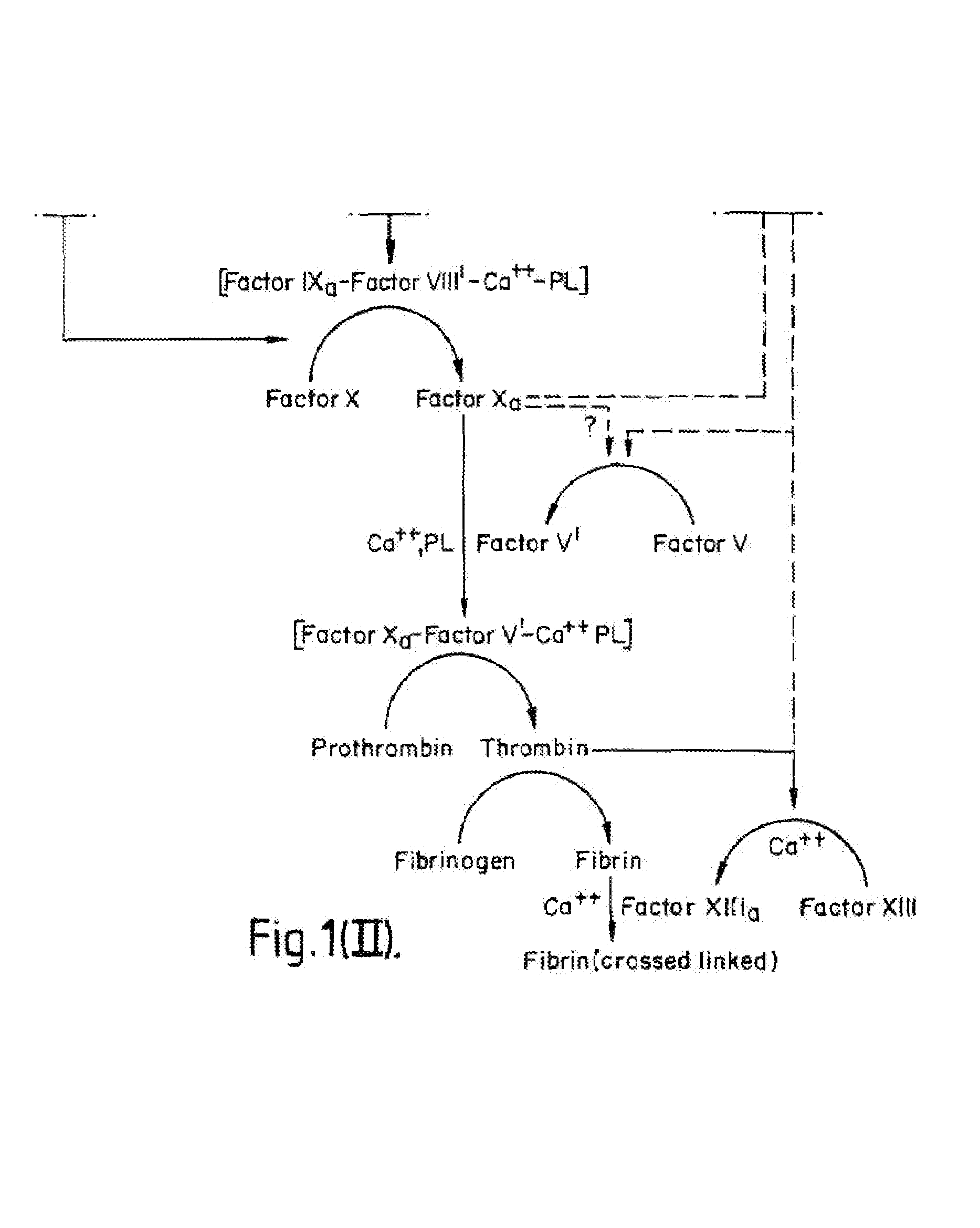 Methods and Deoxyribonucleic acid for the preparation of tissue factor protein