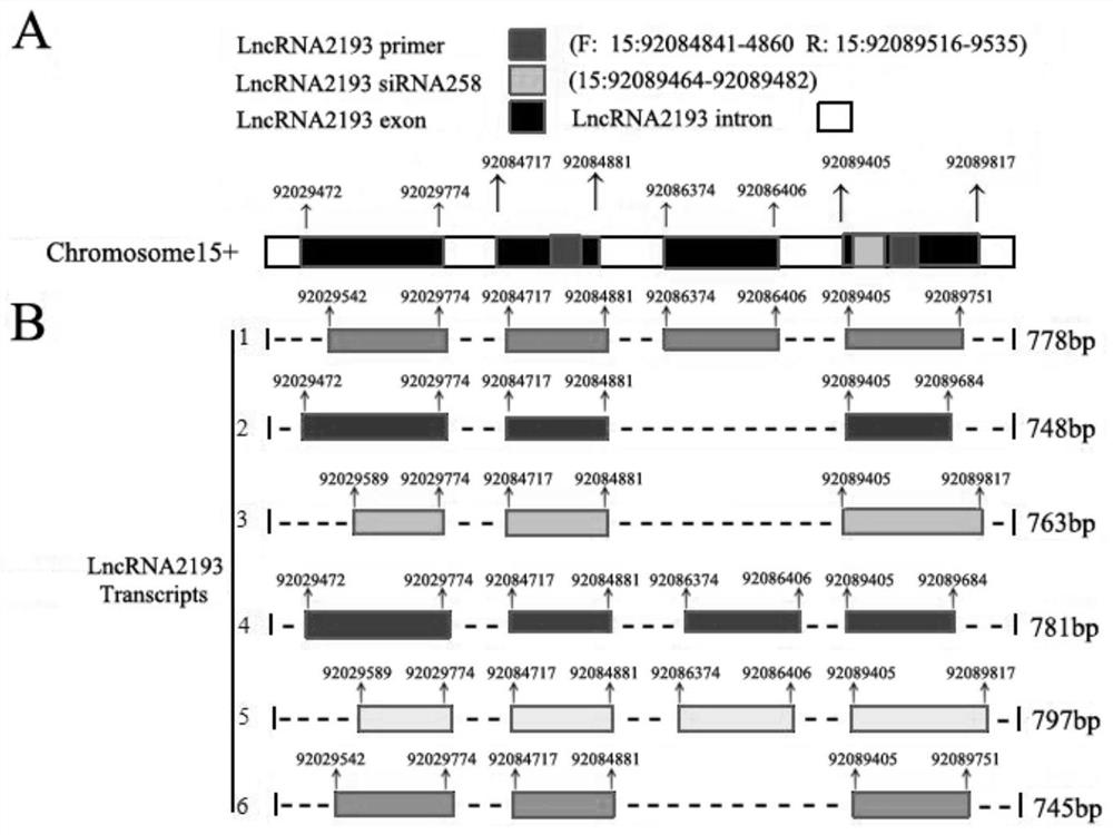 A kind of long chain rna Lnc-2193 and its application