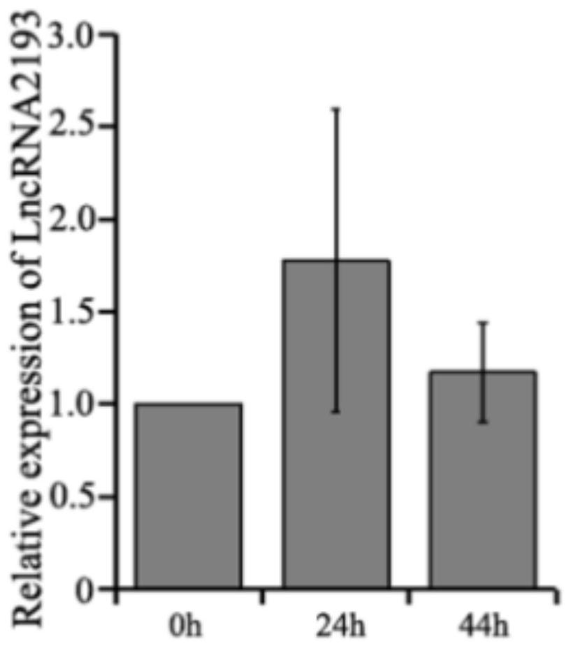 A kind of long chain rna Lnc-2193 and its application