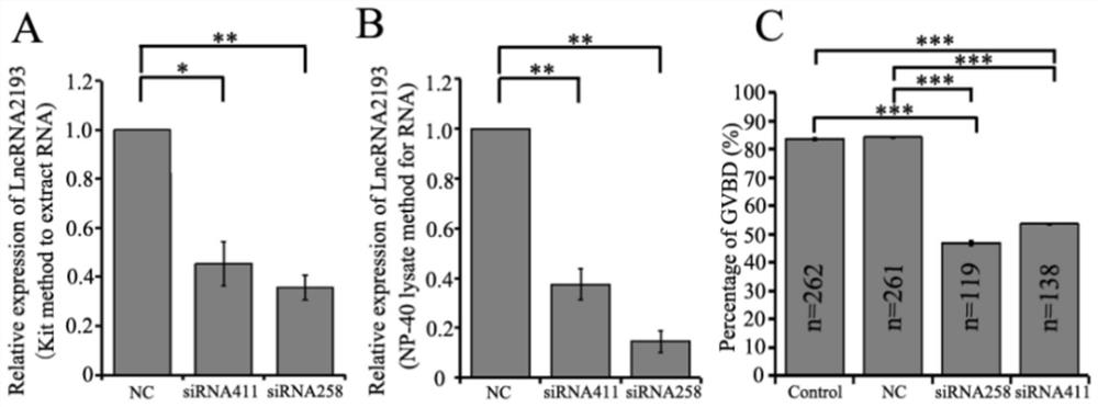 A kind of long chain rna Lnc-2193 and its application