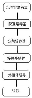 Cultivation method of sunshine seedlings