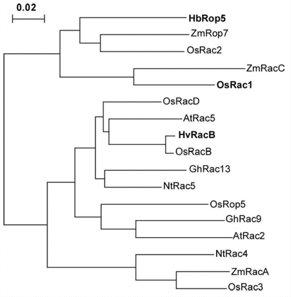 Small G protein Rop (Rho-related GTPase from plant) family protein of Hevea brasiliensis latex and coding gene thereof