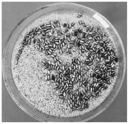 Indoor large-scale breeding method for spalangia endius