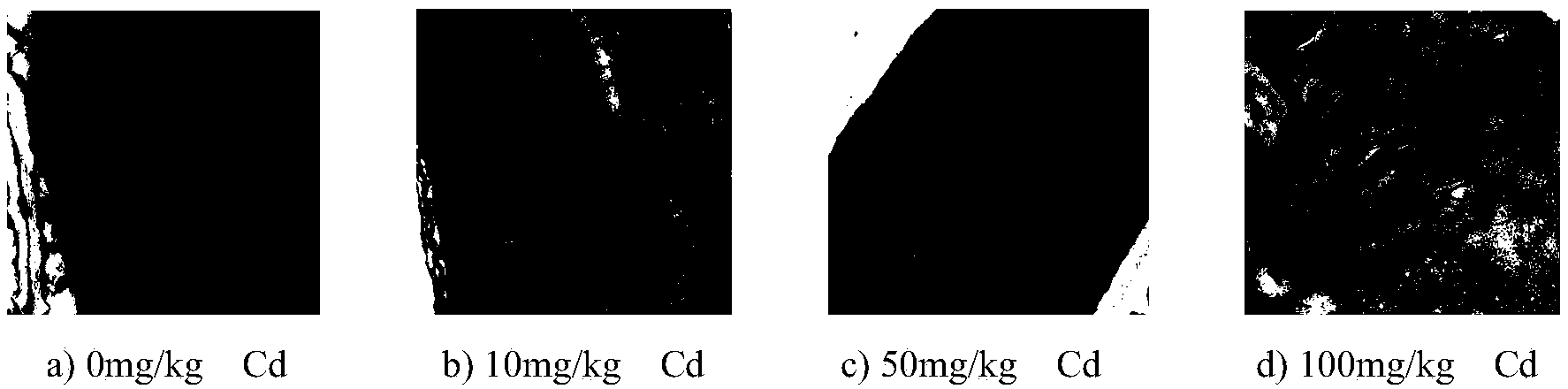 Method for determining soil contamination condition through crop markers