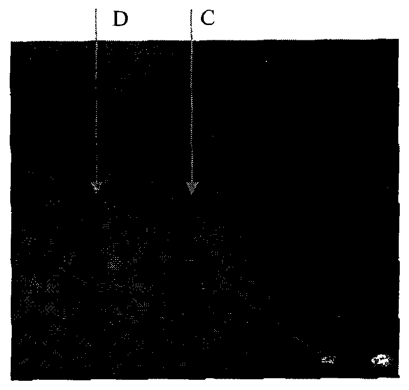 Measurement device of stimulated Brillouin frequency shift during amplification of single single-frequency pulse