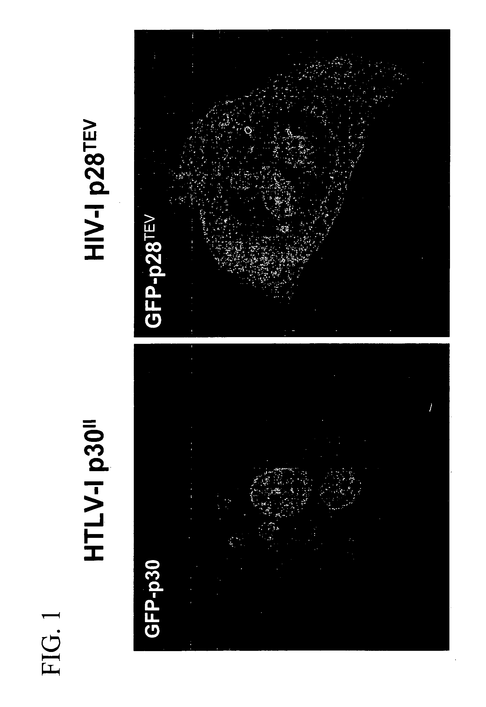 HIV TEV compositions and methods of use