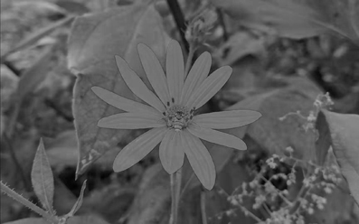 Organic Helianthus tuberosus flower tea and making method thereof