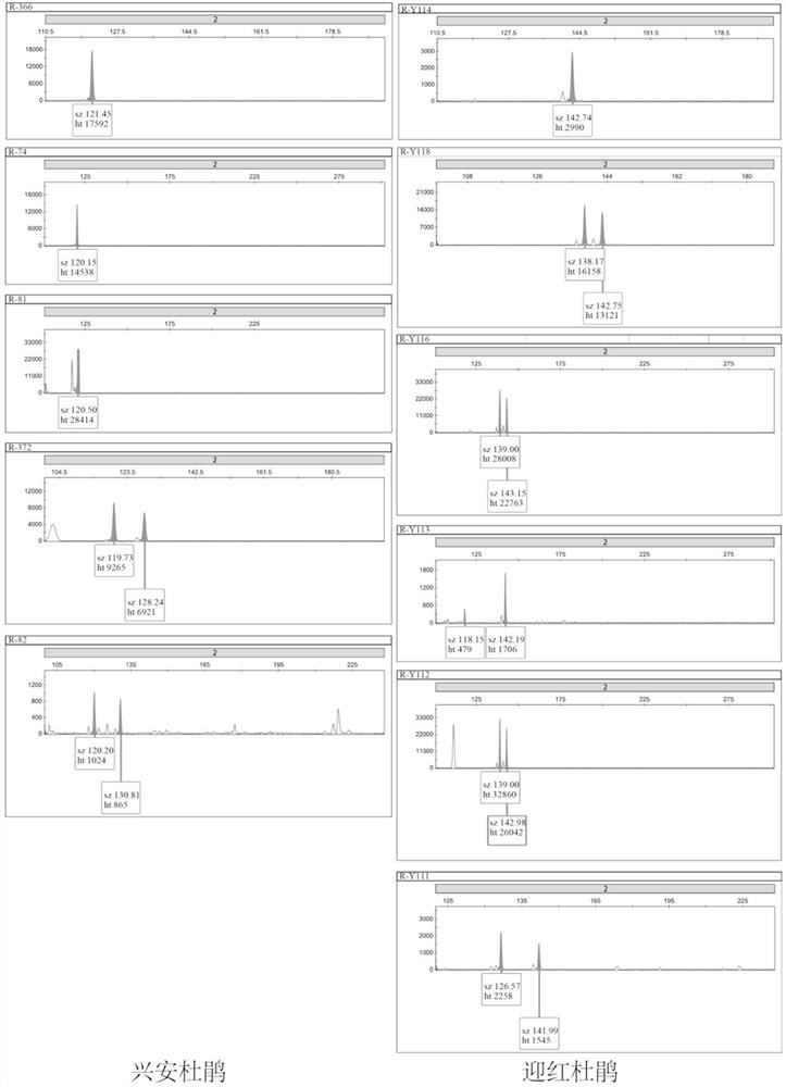 Primers and methods for identifying Rhododendron xing'an and Rhododendron japonica