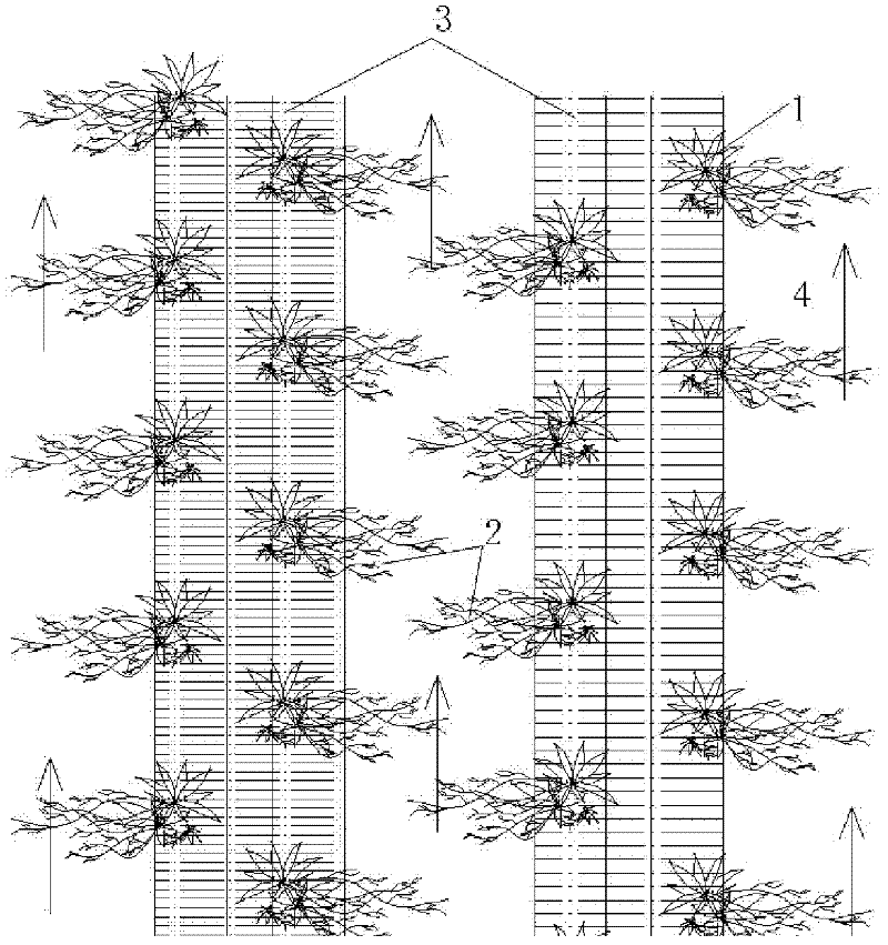 Plant half-naked planting method for improving purification efficiency of surface flow constructed wetlands substantially