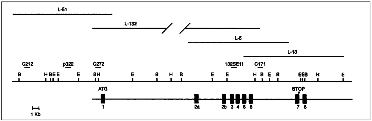 Gene detection probe, primer and kit for spinal muscular atrophy