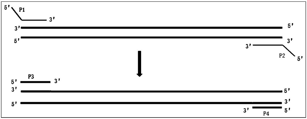 Gene detection probe, primer and kit for spinal muscular atrophy