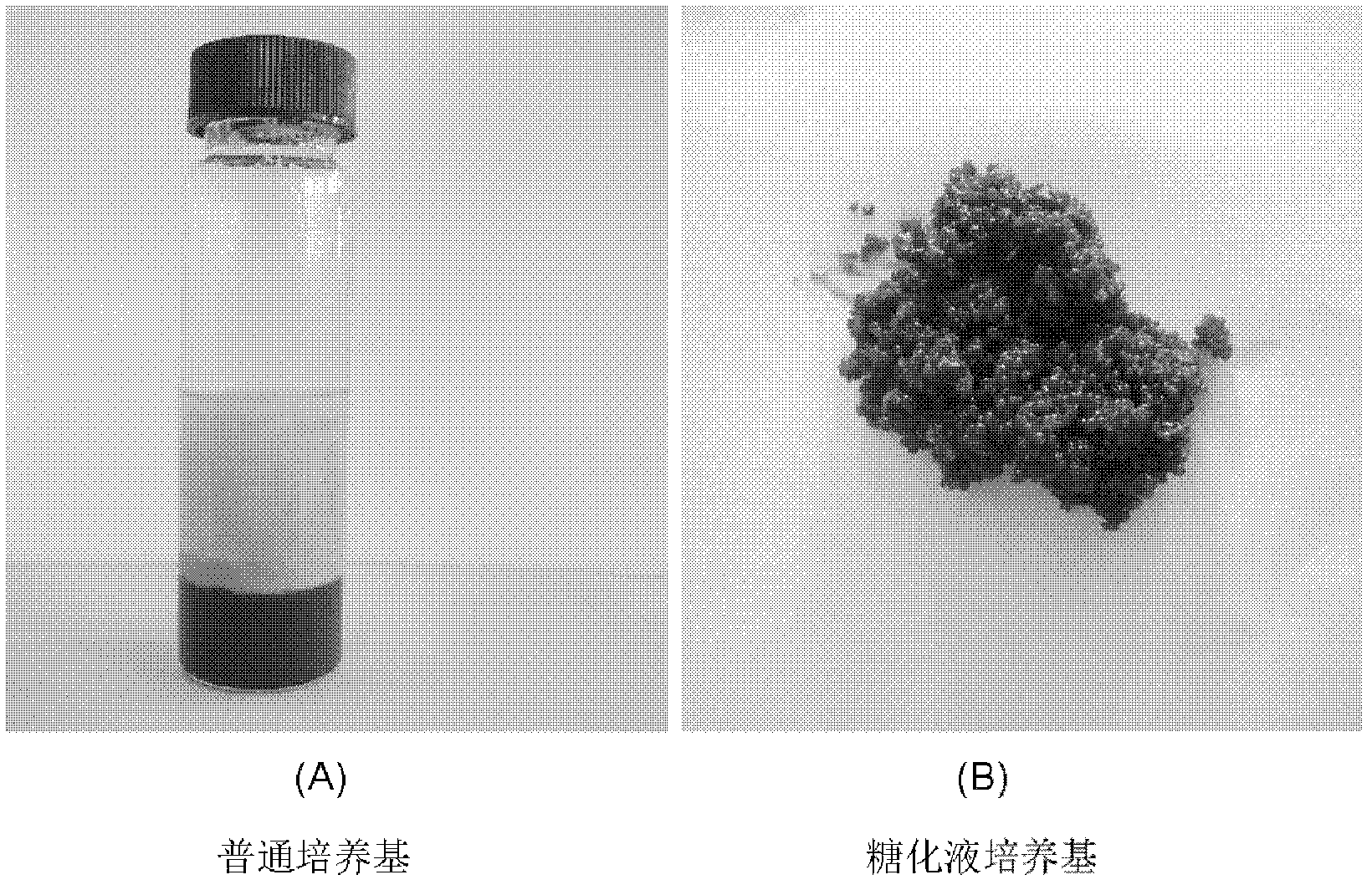 Method for producing sophorolipid through fermentation of lignocellulose material