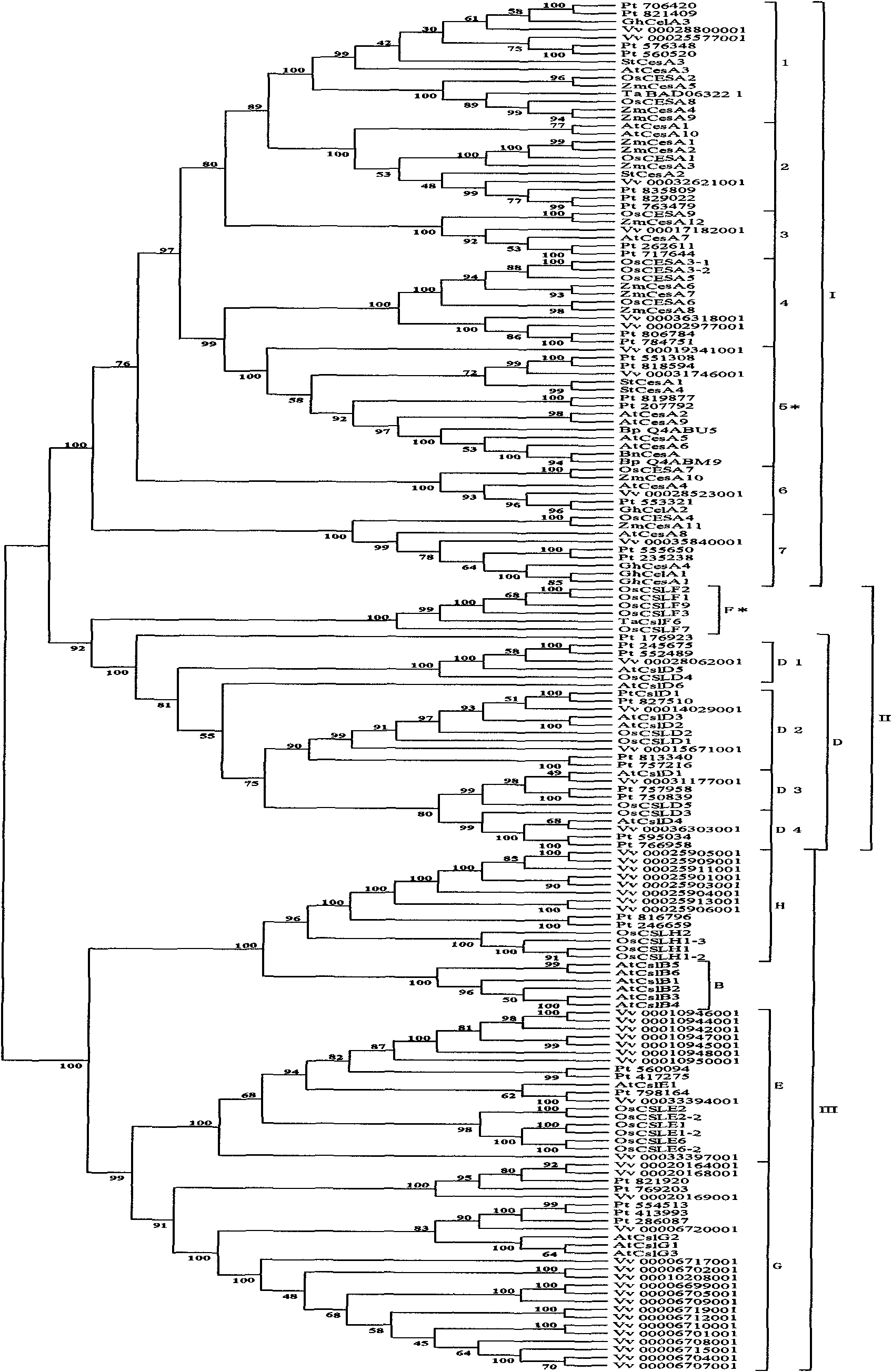 Method for establishing phylogenetic tree aiming at target gene of target organism