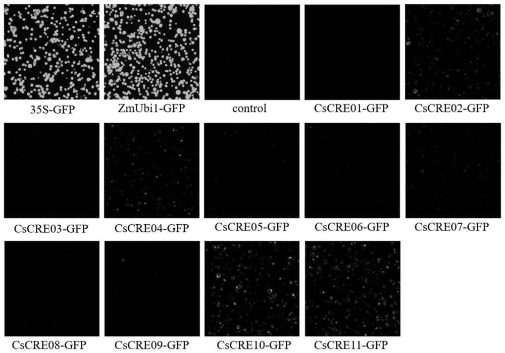 Cucumis sativus endogenous promoter and application thereof