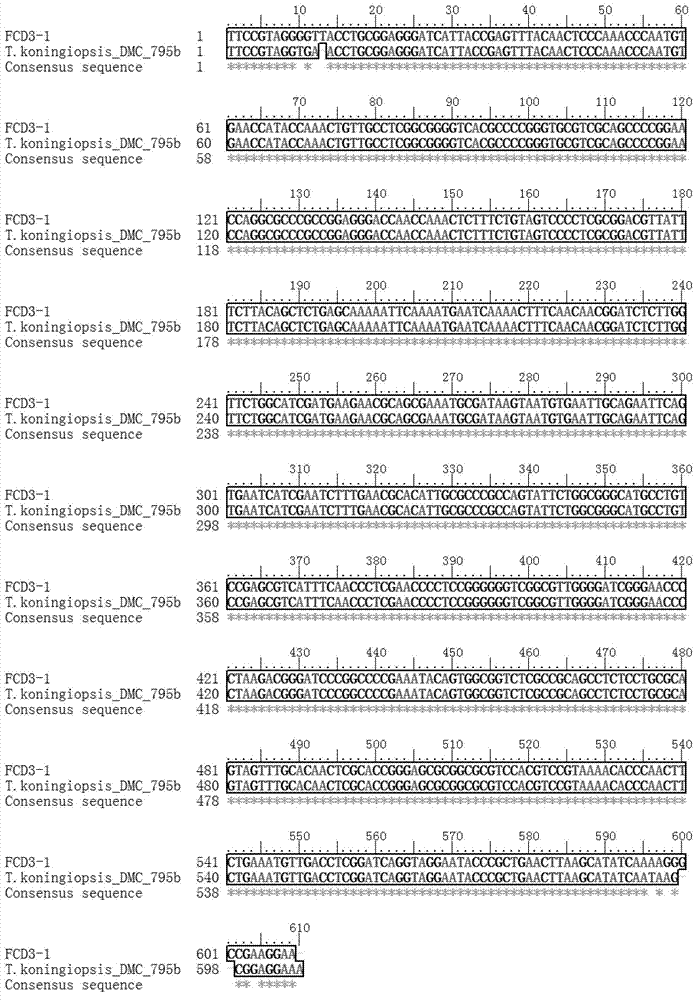 Trichoderma koningiopsis strain and application of trichoderma koningiopsis to preparation of cellulase