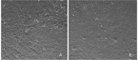 Culture method of Jinhua pig mammary gland epithelial cell line